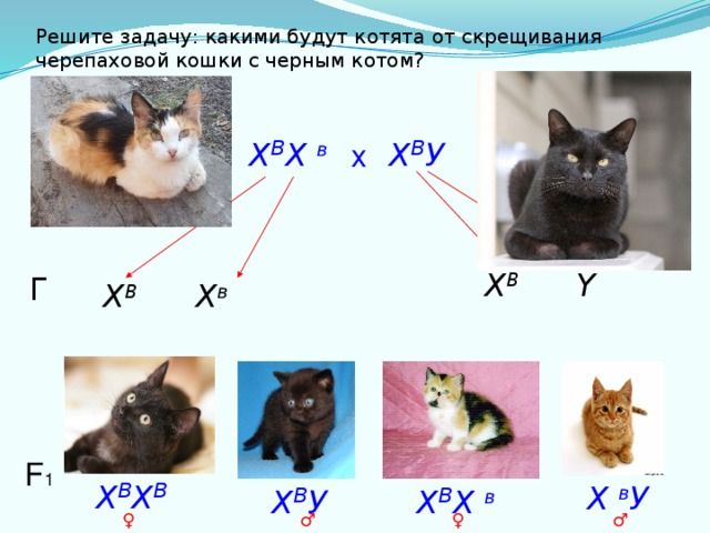 Трехцветная кошка
