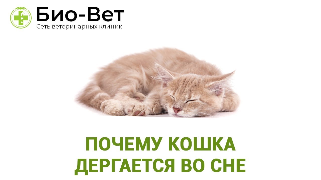 Почему кошка стонет и храпит во сне. почему кот храпит во сне? негативные сопутствующие симптомы
