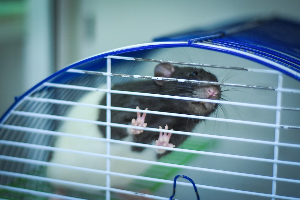 (обновлено) cколько стоит домашняя декоративная крыса в зоомагазине, питомнике и на рынке, дорого ли ее содержать?