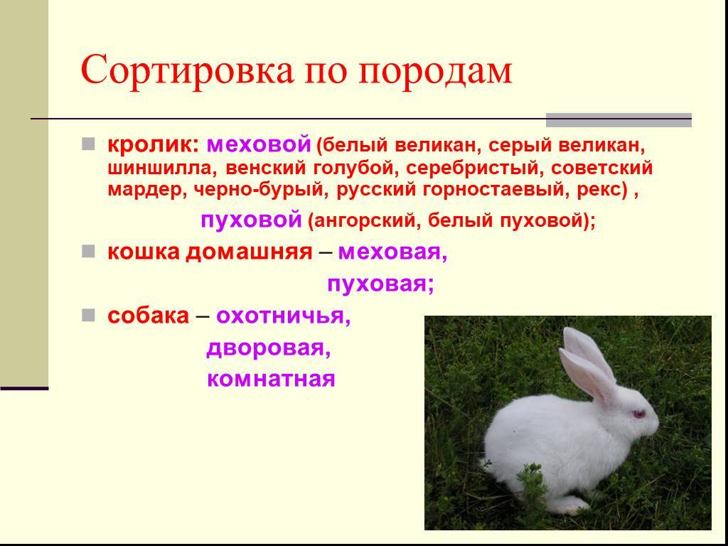 ᐉ кролик серый великан: описание, характеристика, содержание и разведение породы - zooon.ru