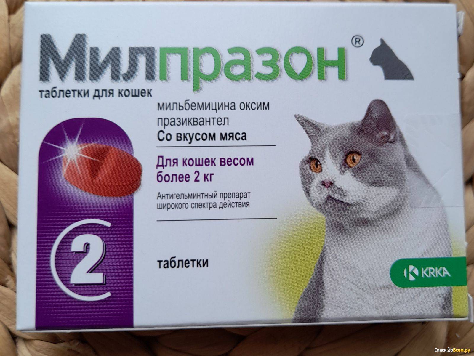 Мастит у кошки — симптомы и лечение, причины возникновения
