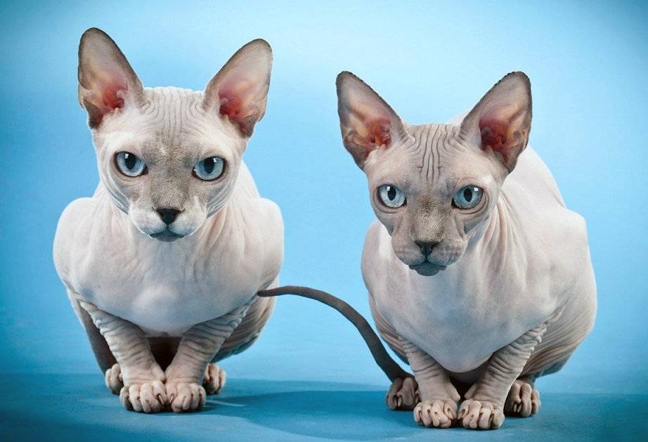 Самые умные породы кошек: топ 20