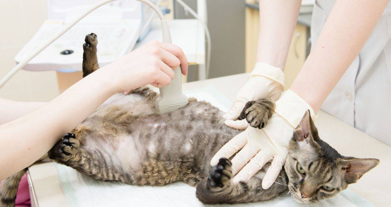 Мастопатия у кошки лечение народными средствами