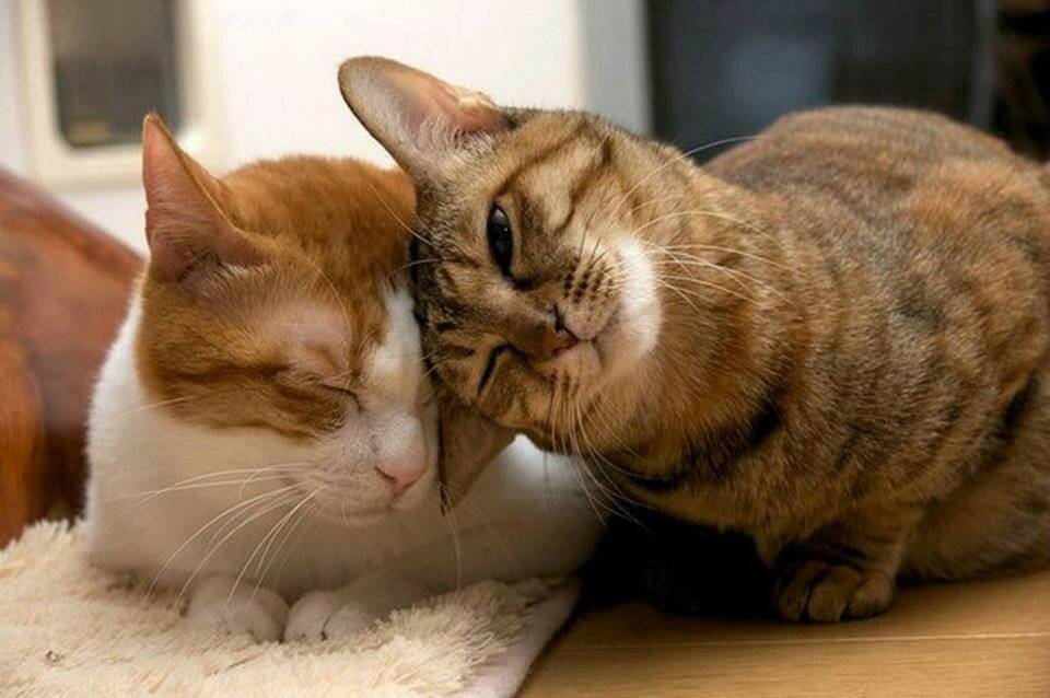 Кошачья любовь — не выдумка? каких людей любят кошки?