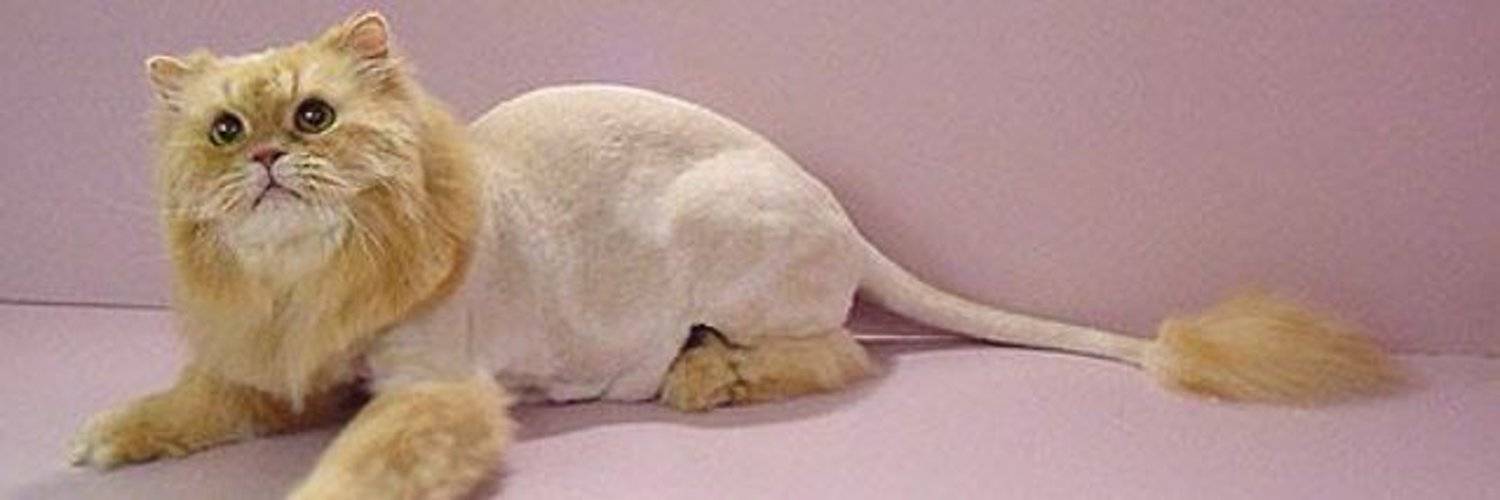 Стрижка шотландских вислоухих кошек в груминг-салоне "бегемот" - цены, фото, видео