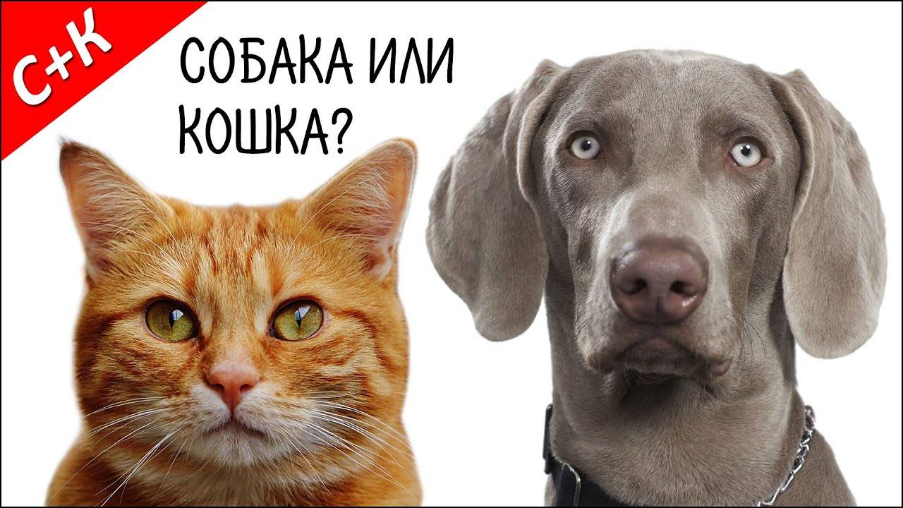 Кто умнее: кошки или собаки?