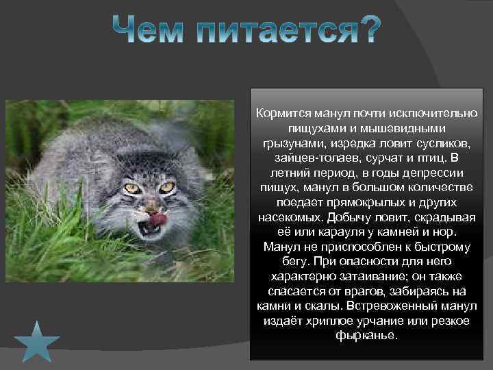 Дикий кот манул