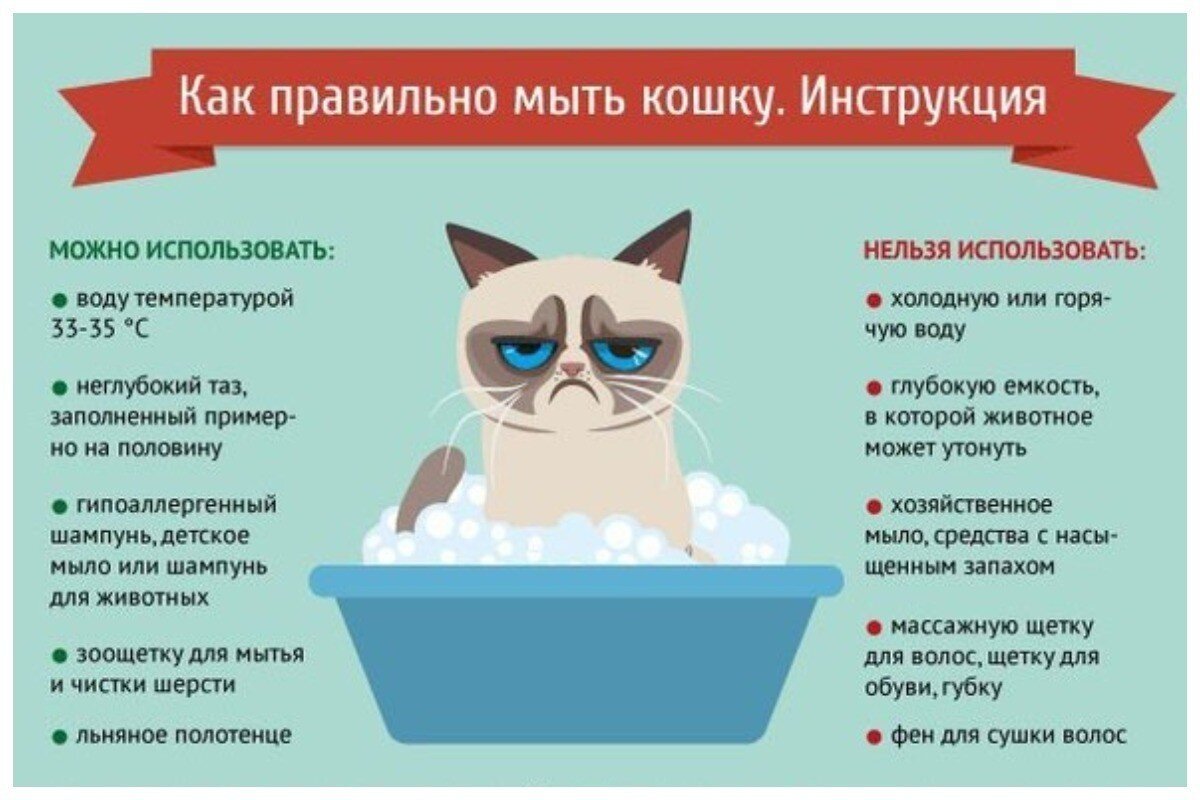 Как купать котенка?