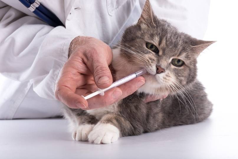 Цистит у кота (кошек): симптомы, лечение в домашних условиях, препараты, профилактика