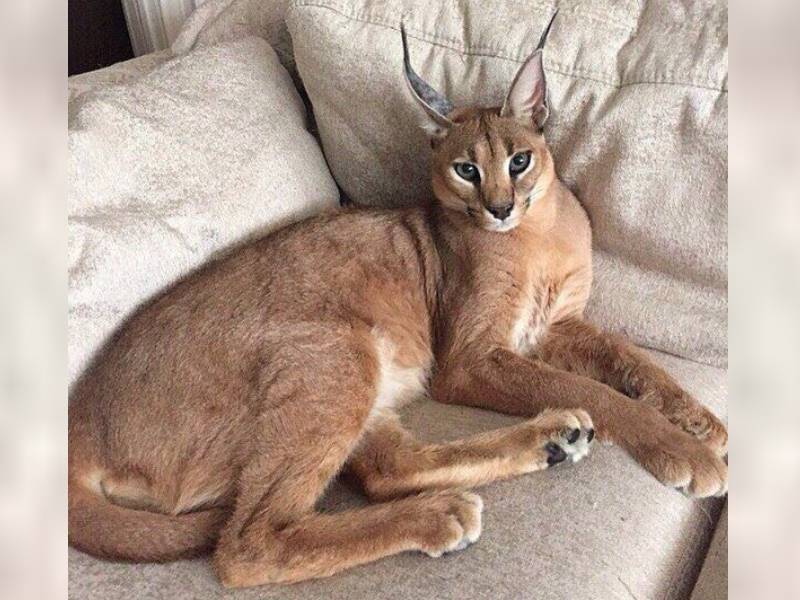 Кошка, похожая на рысь: как называется порода домашних котов с кисточками на ушах?