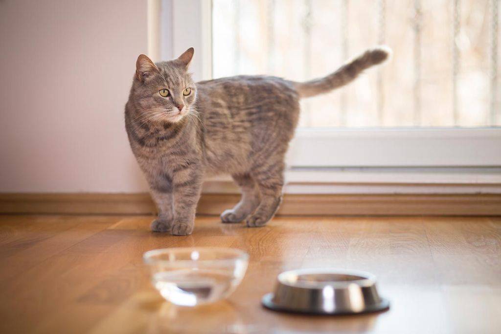 Почему кот ничего не ест: причины, что делать?