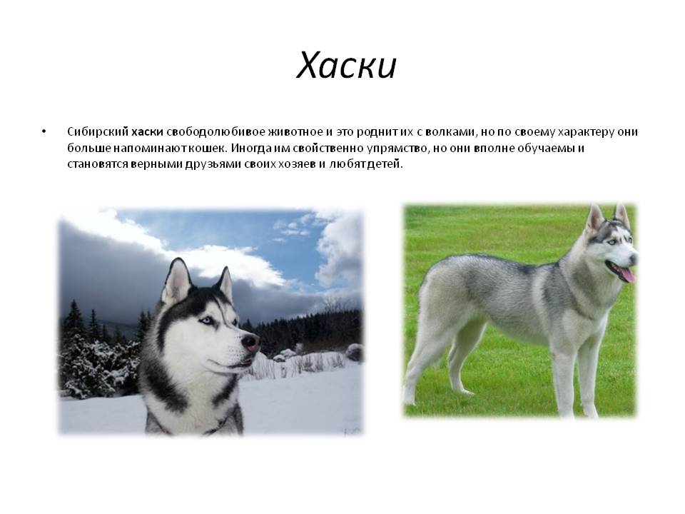 Сибирский хаски – энциклопедия о собаках