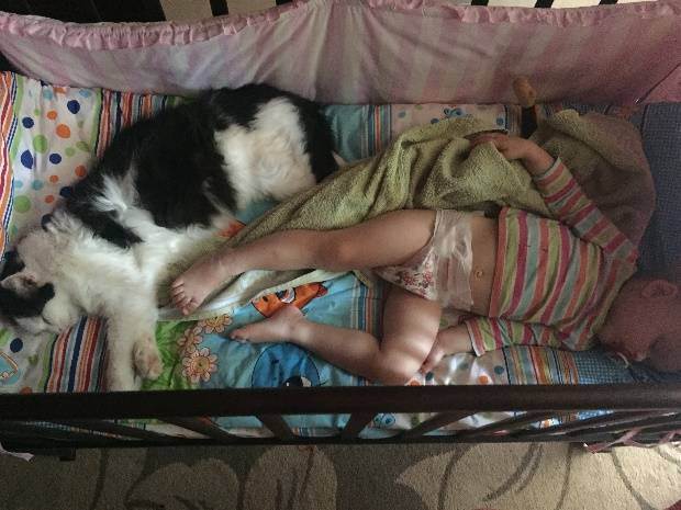 Сонник спасти кошку от собаки. к чему снится спасти кошку от собаки видеть во сне - сонник дома солнца