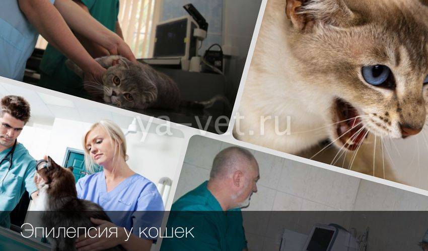 Эпилепсия у кошек: виды, признаки, симптомы, варианты лечения