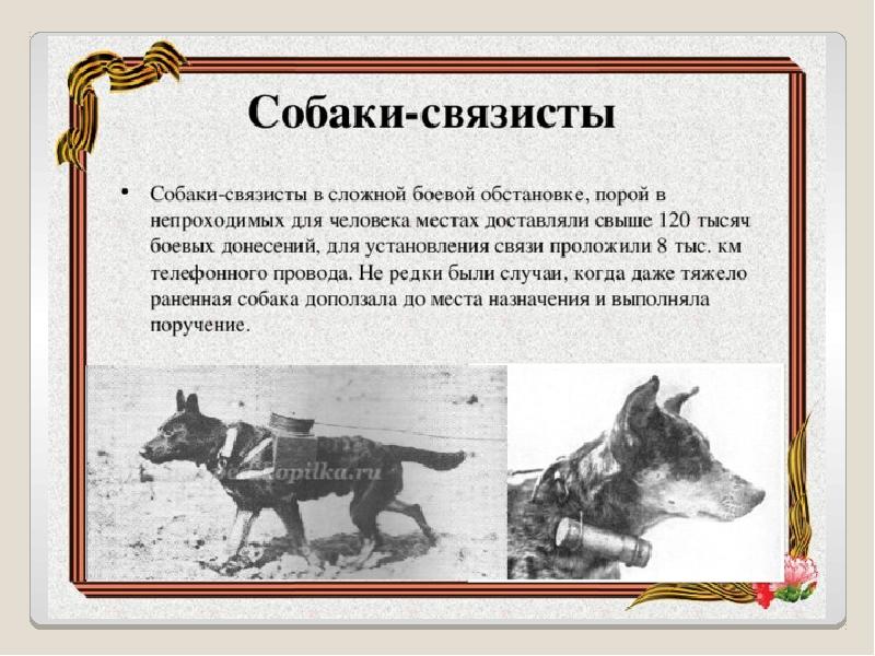 Как собаки помогали во время великой отечественной войны - zefirka