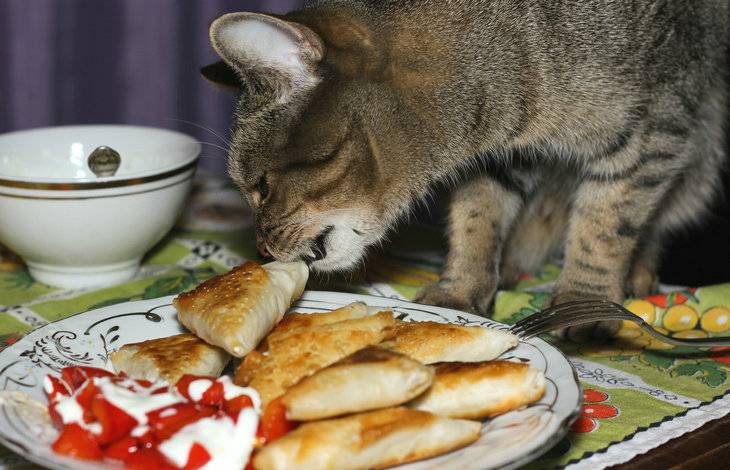 Питание для кошек: кормим домашних друзей правильно