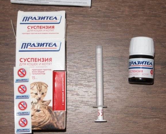 Суспензия «празител» для кошек и котят: инструкция по применению