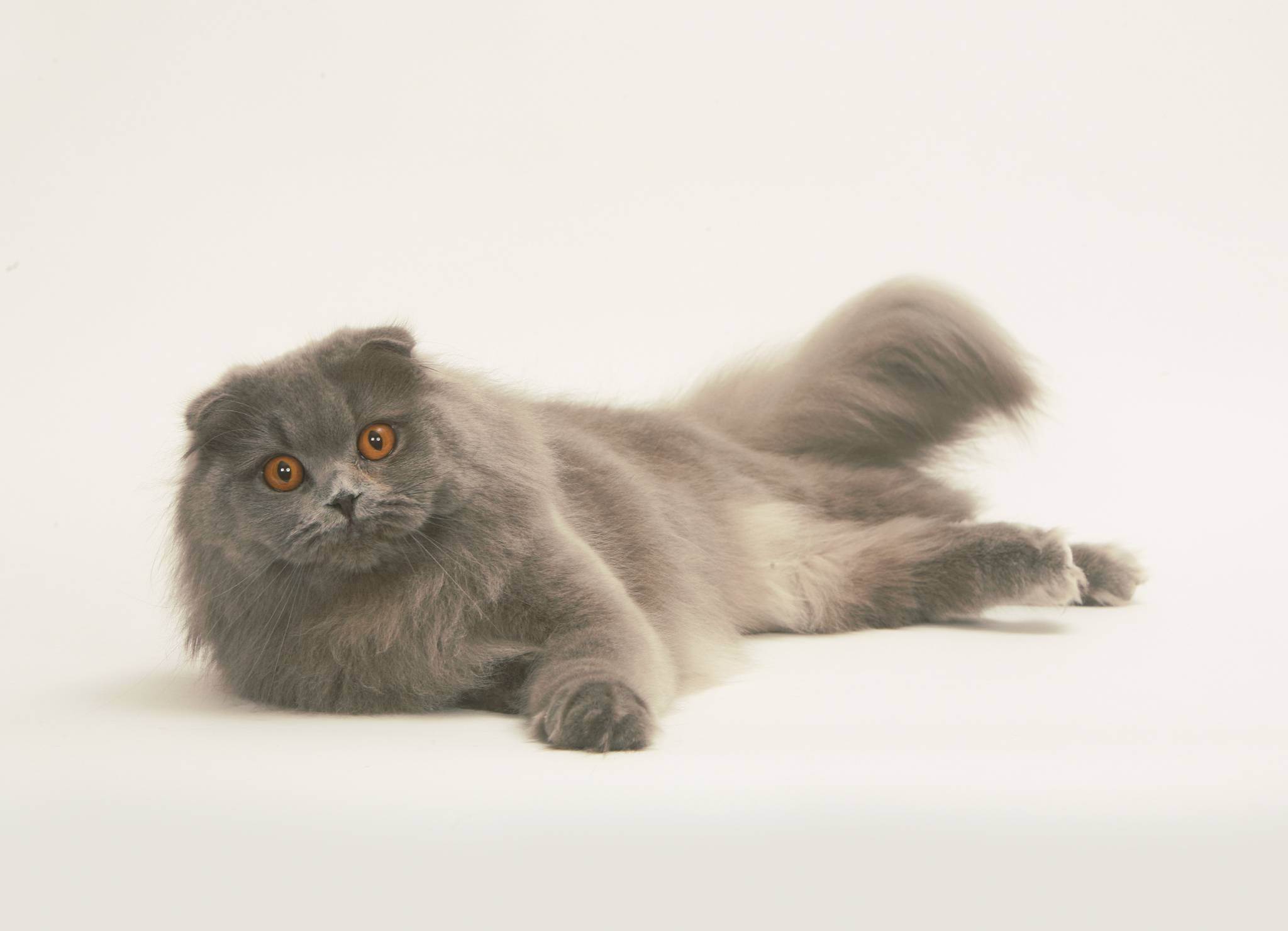 Длинношерстная шотландская кошка (34 фото): описание вислоухих и прямоухих пушистых котов шотландской породы. особенности характера