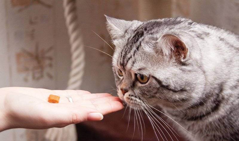 Кот не ест сухой корм: что делать в этой ситуации