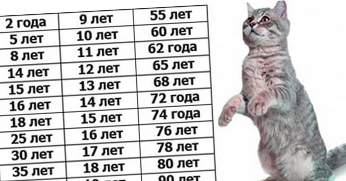 Сколько кошачьих лет по человеческим меркам