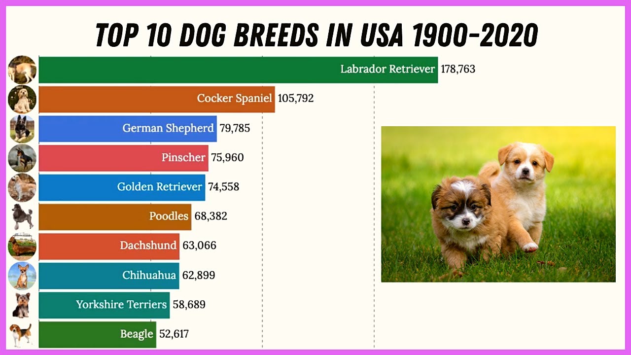 Топ-20 самых злых собак: породы с высокой агрессивностью