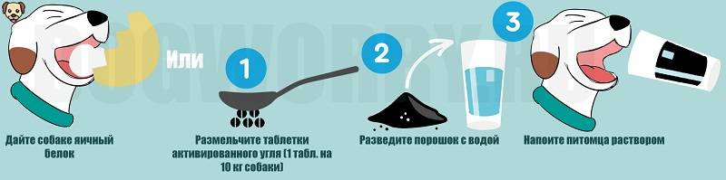 Что делать при отравлении кошки? симптомы и правильная помощь