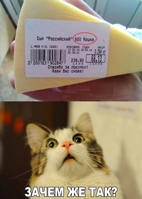 Сыр кошке: можно или нет