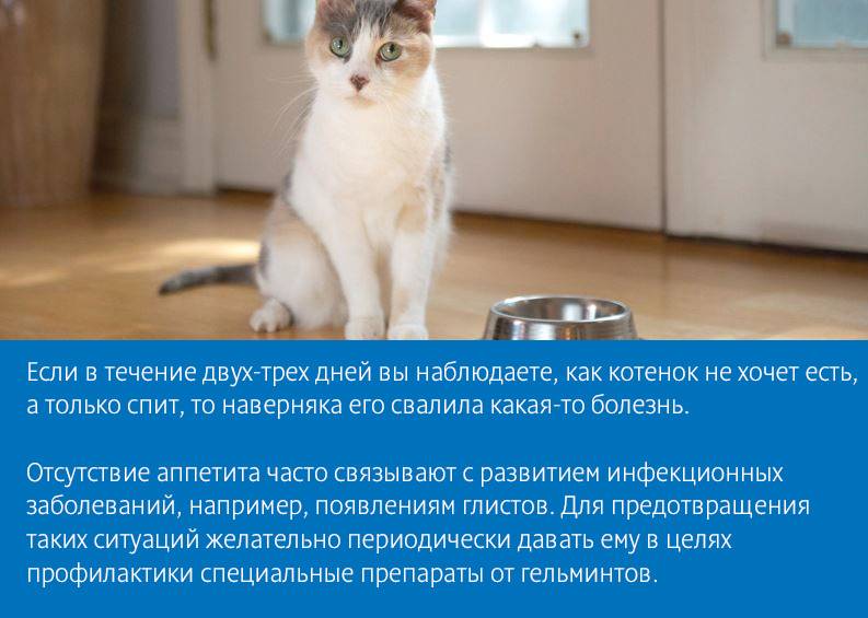 Почему кот ничего не ест, сильно похудел и ослабел: лечение и симптомы