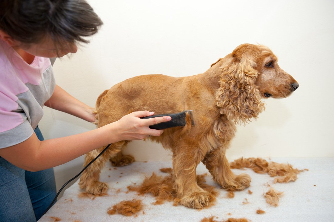 Особенности стрижки собак в домашних условиях: подробная инструкция с фото