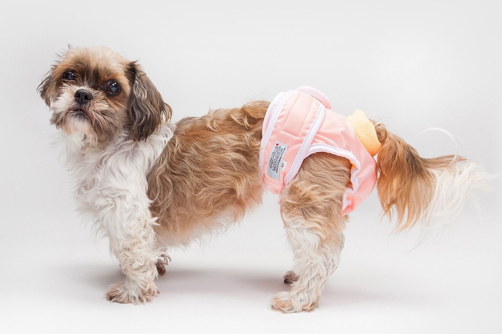 Памперсы для собак: 100 фото и видео советы как приучить собаку носить памперсы