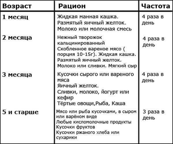Когда котята начинают есть самостоятельно