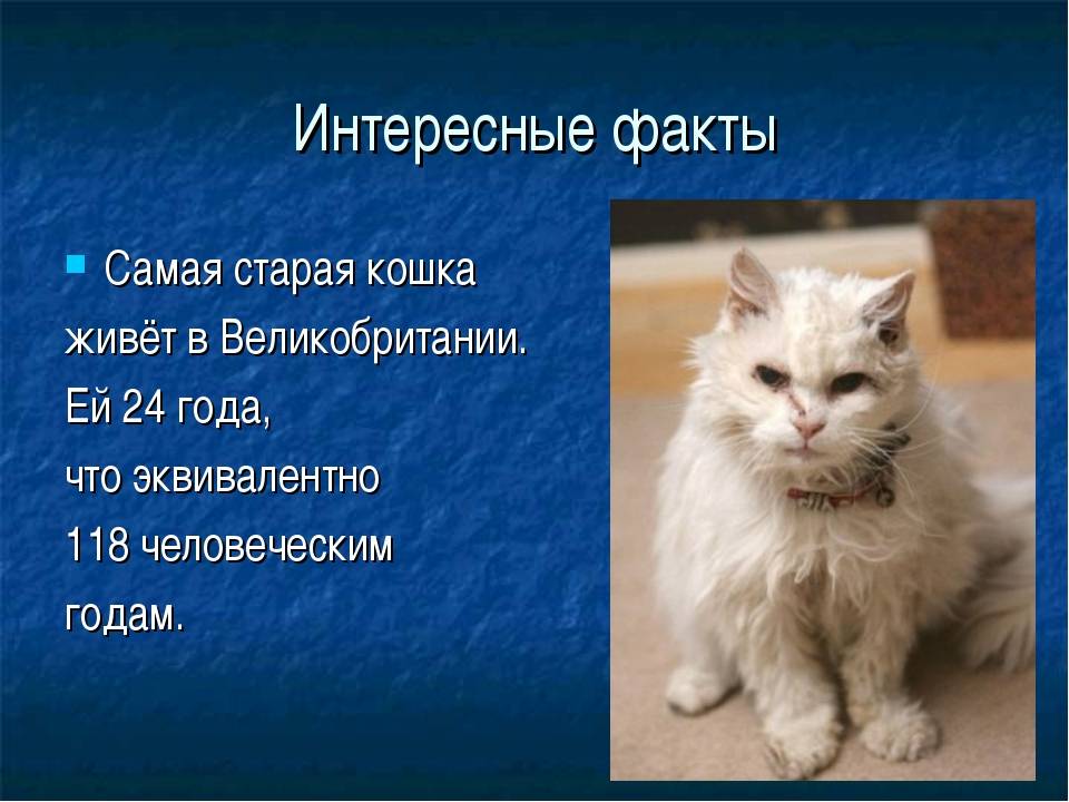 Интересные факты о кошках, кошки и дети, кошки и собаки