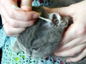 ᐉ как чистить уши кошке? - ➡ motildazoo.ru