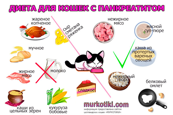 Как вызвать рвоту у кошки, котенка - в домашних условиях, способы и средства