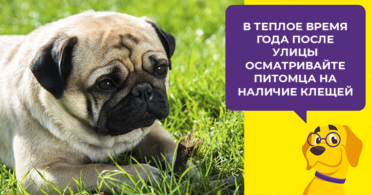 Как ухаживать за мопсом ????