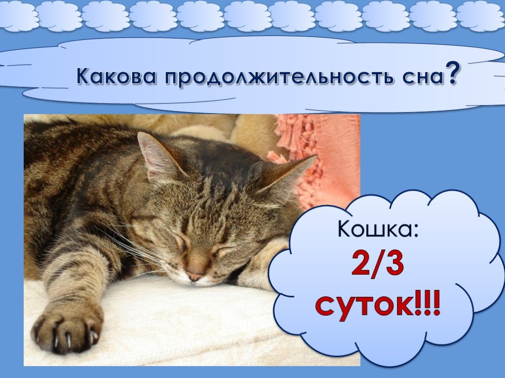 Сколько часов спят кошки: все секреты наших домашних любимцев