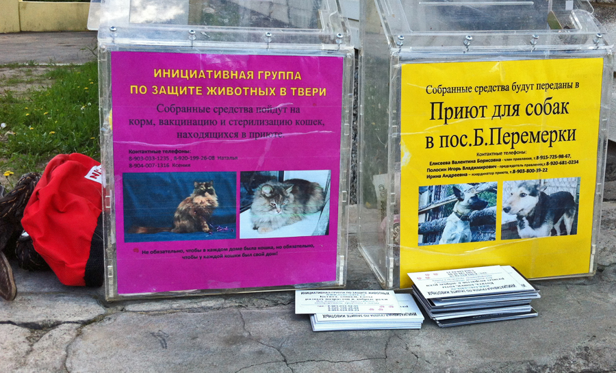 10 лучших социальных сетей для домашних животных