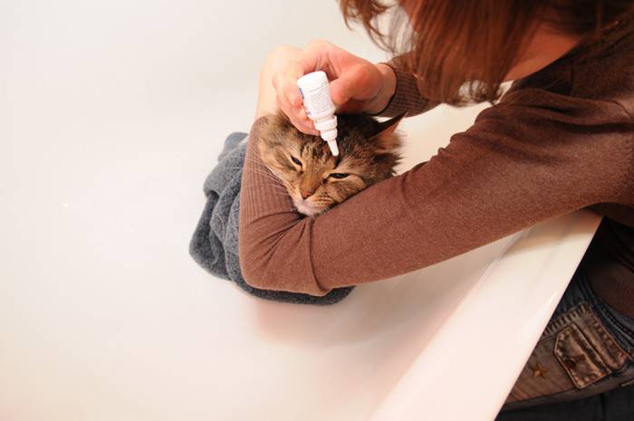 Глазные капли ципролет для кошек. можно ли капать ципролет кошке?