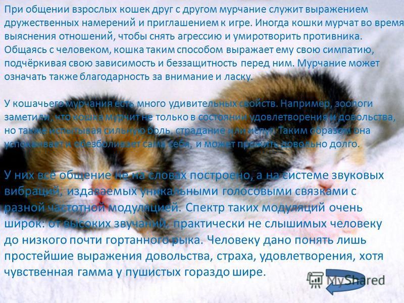 Почему кошки мурлыкают, когда их гладишь и что это означает