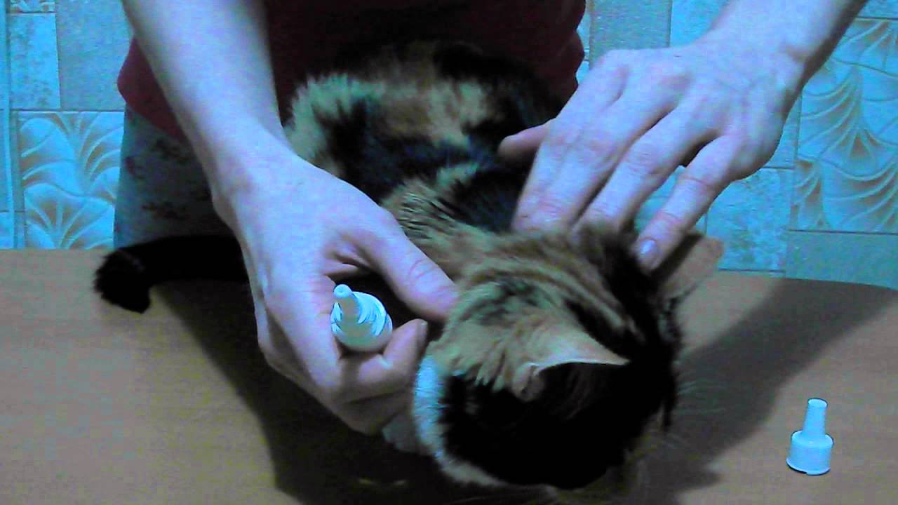 Инструкция по выведению глистов у котенка