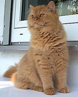Подробное описание британской длинношерстной кошки или хайлендера
