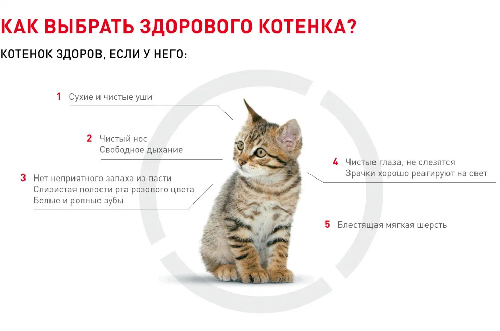 Вязка кошек: созревание, знакомство, спаривание, осложнения