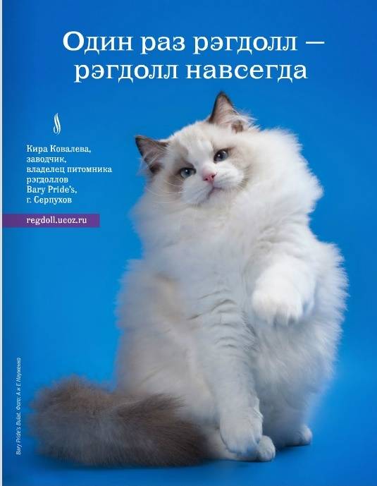 Рэгдолл: кошки и коты