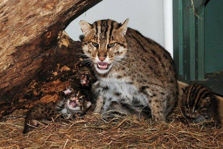 Кот-рыболов: фото и условия домашнего содержания