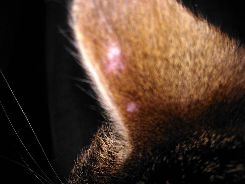Коричневые выделения в ушах кошки
