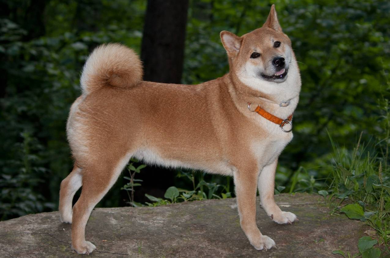Акита-ину: описание породы, характеристика стандарта, цена, фото японских собак, список питомников + отзывы владельцев