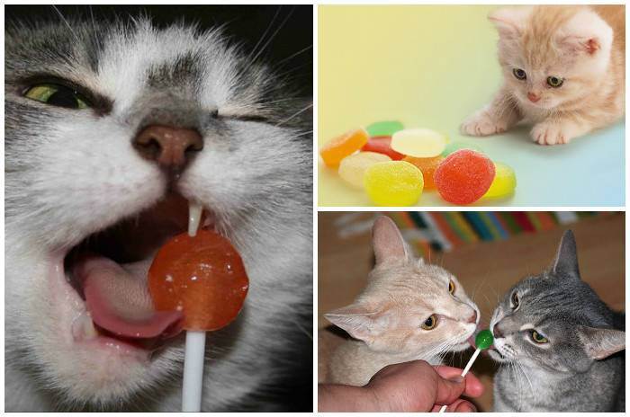 Можно ли котам сладкое? почему нельзя давать сладости кошкам, даже если она их любит?