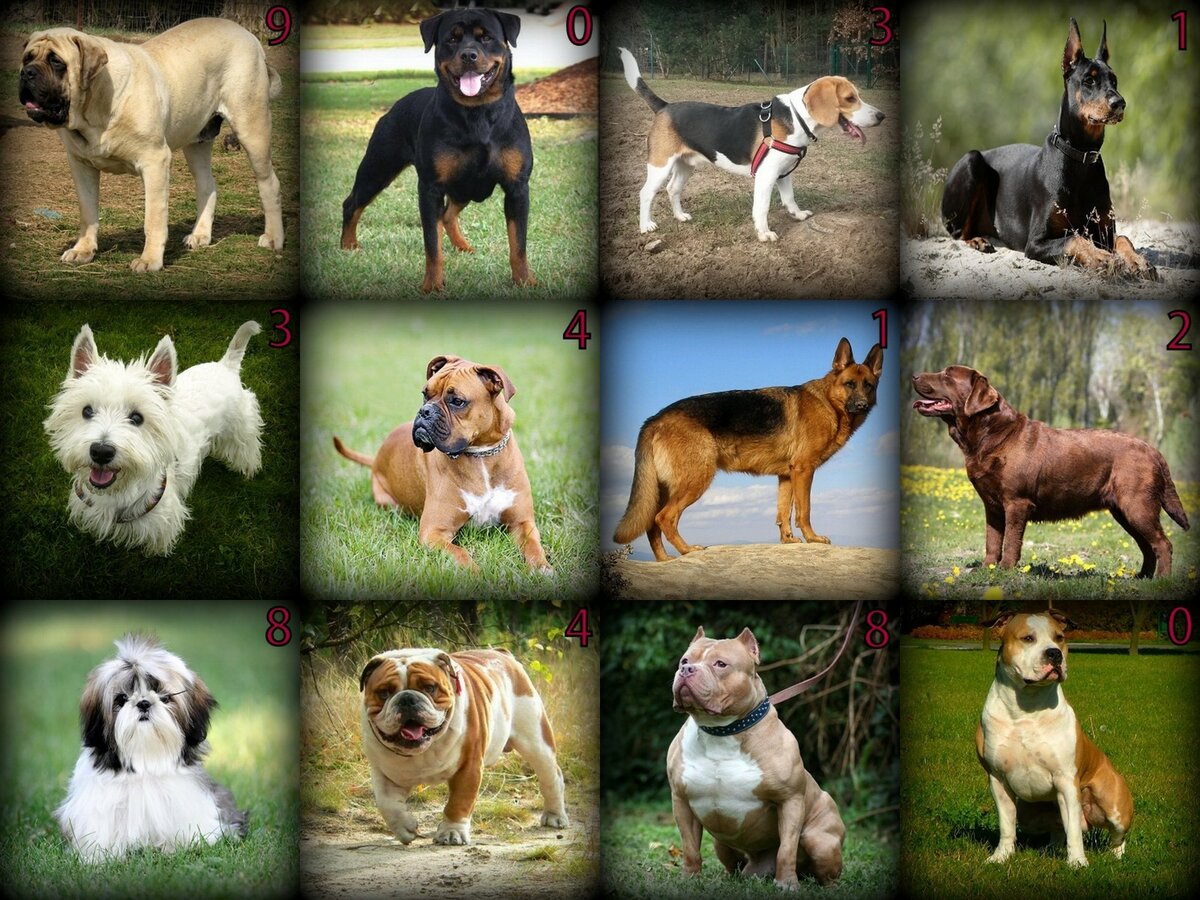 Маленькие породы собак: топ-20 популярных домашних питомцев, плюсы и минусы
