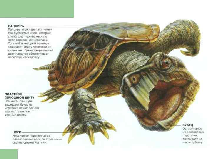 Черепахи, эволюция и строение черепах, среда обитания, фото анатомического строения черепахи