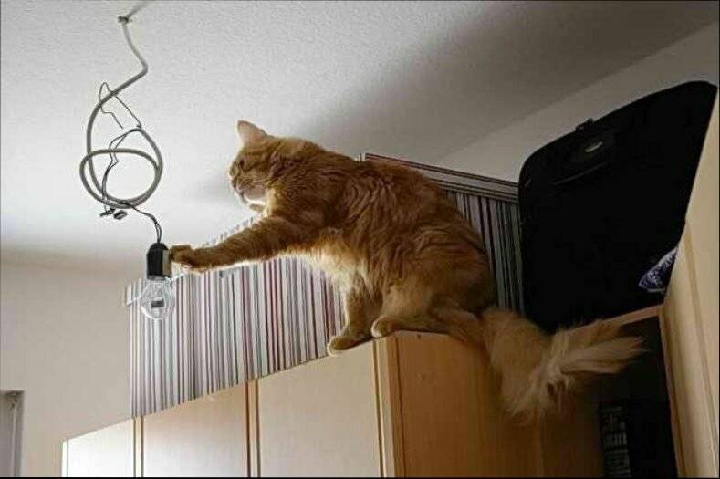 Как отучить кошку грызть провода